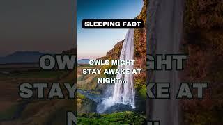 Sleeping Fact About Owls