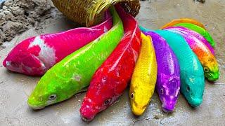 Menemukan ikan hias warna-warni Ikan lele pelangi ikan cupang - Stop Motion Ideas Funny ASMR full