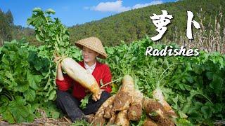 In winter nothing beats the snow-white crisp and sweet radishes【滇西小哥】