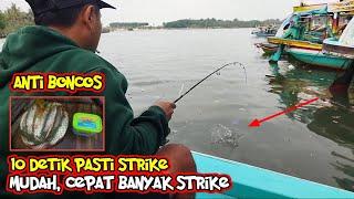 TEHNIK TERCEPAT MANCING IKAN BELANAK  SAMPAI KEWALAHAN