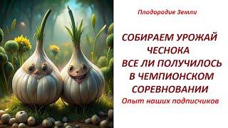 Чемпионы плодородия на финишной прямой Чеснок Виктории и неожиданность от крыжовника №424