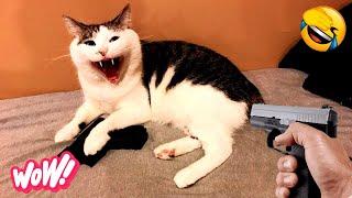 Cuteness Overload  Fresh Funny Cats and Dogs Moments for a Good Laugh  Part 5