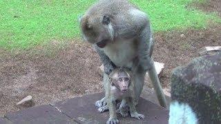 Oh my god  What does a king monkey do little baby - mating -fighting