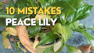 STOP Killing Your Peace Lily  10 Mistakes and How to Fix Them