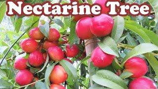 Growing Dwarf Nectarine Fruit Trees - How to Stake a Tree - Plants Staking Support - GardenersLand