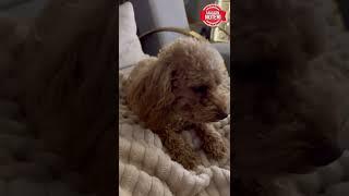 İşte Ece Erkenin Evi Oğlu Eymen ve Köpeğiyle Sıcacık Yuvası #shorts