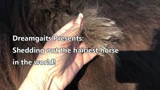 Shedding out the hairiest horse in the world