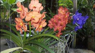 FIELDS ORCHIDS WITH THIS FLOWERS will hatch instantly ROOTS will climb ELIXIR AWAKENING ORCHIDS