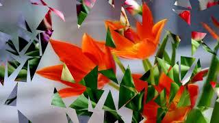 Beautiful Flowers Memory HD1080p