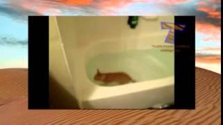 коты не любят мыться  Cats just dont want to bathe - видео с животными