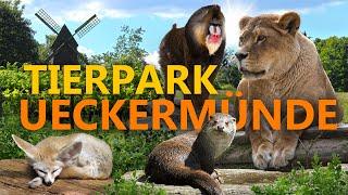 Tierpark Ueckermünde  Zoo-Eindruck