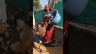 Women Empowerment #goatfarming #shorts #bakripalanbusiness
