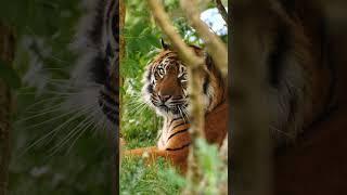  Happy 18th birthday to our chatty Sumatran tiger Kirana  #tiger #sumatrantiger