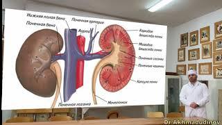 Почки. Топографическая анатомия Почек.