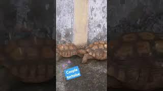 mag asawang pagong #shortvideo #tortoise #pongpagong #pagong