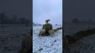 Naughty Sheep #homestead #sheep #ram