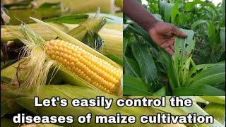 Disease control in corn cultivation- corn farming irugu wagawa sri lanka