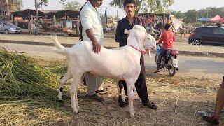 Live Soda  Maal Bohat Zaida Hai Par Inko khara Nahi Hone dete  Big Size Bakre  Qurbani 2023