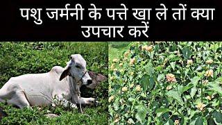 लेन्टानापशु जरमनी के पत्तेखा ले तो  इलाज कैसे करे#animal #cattle #cow #bufalo #viral #pashu upchar