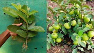  How to grow Guava tree with alovera  Simple method Grafting Guava tree form cutting 