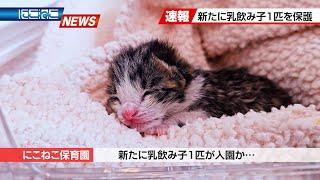 【にこねこ速報】ご入園ラッシュがはじまりました