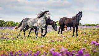 Beautiful Wild Horses  Peaceful Nature Video