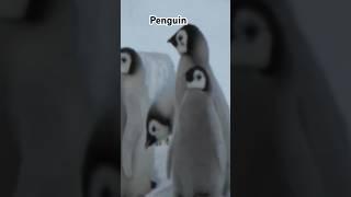 Male Emperor Penguin Unique Breeding Behavior #animals