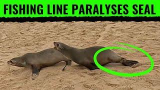 Fishing Line Paralyses Seal