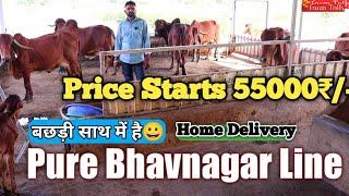 6 Gir Cow Price Starts 55000₹ Bhavnagar Line Gir Farm @ Dist. Amreli Gujarat  #Gir #Cow Farm Talk