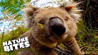Koalas Embark On A Journey To New A Home  Koala Quandary  Nature Bites