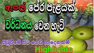 pera gasaka wardanaya පේර ගසක Highlights පේර පැළයක් වර්ධනය වෙන හැටි