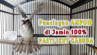 TRUCUK GARUDA AMPUH UNTUK PANCINGAN TRUCUK AGAR CEPAT GARUDA