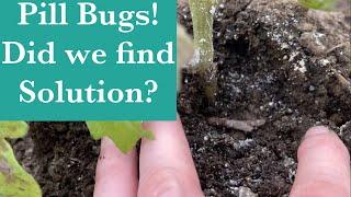 Pill Bug Roly Poly infestation A solution to share with you