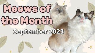 Eevee and Yoshi Meows of the Week Compilation - September 2023 Weeks 39-43