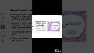 Simple Squamous Epithelium #shorts #Anatomy #mbbs #education