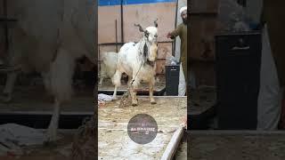 #mashallah_ماشاءالله heavyweight Khubsurat Kota bakra full aggressive #allindiagoatfarm