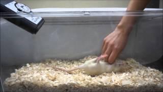 How to tickle a rat