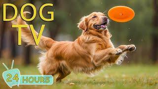 DOG TV Video Entertainment Prevent Boredom and Fun for Dogs When Home Alone - Best Music for Dogs