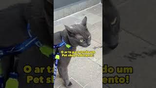 Marshall fazendo uma análise cachorrológica #gatos #gatosengraçados #trigatos  #theycantalk