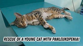 Rescue of a young cat with panleukopenia