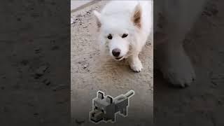 Minecraft Dog Meme  #games #minecraft #shorts