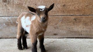 2 minutes of hoppy baby goats