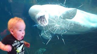 TRY NOT TO LAUGH  Funny Weekend At The Zoo - LAUGH TRIGGER