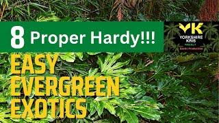 No fuss Super Hardy Evergreen Exotics to try