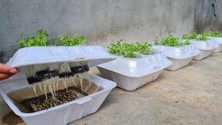 How to grow coriander in Styrofoam Box with water  Growing coriander from seed