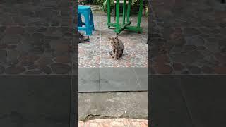 kasian liat kucing tua minta makan#cat #shortvideos #catlover #shorts #short