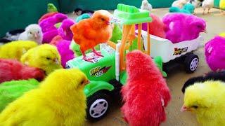 LOVELY Hen Baby Chicks Vs TRACTOR TROLLEY TOYS Video  FishCutting