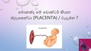 මොකක්ද මේ ඩොක්ටර් කියන ප්ලැසේන්ටා