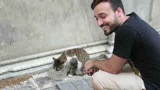 Helping the Dogs and Cats of Istanbul Turkey