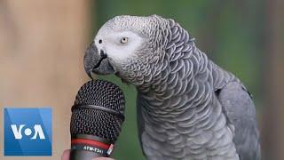 Talking Parrot  VOANews